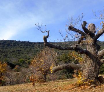 2017-12-10 Otoño en la senda del Agua. Castañar de Paterna del Río