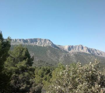 pinar de la alfahuara