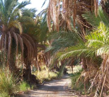 Los Baños de Sierra Alhamilla (SL-A 162) - (Sierra Alhamilla)