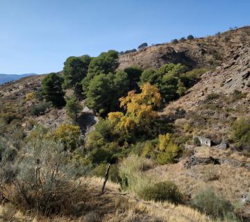 0423-RAGOL-RAMBLA Y VEREDA DEL ZAINO-CORTIJOS DEL ZAINO Y COCON ALTO-RAMBLA DE GUADIX