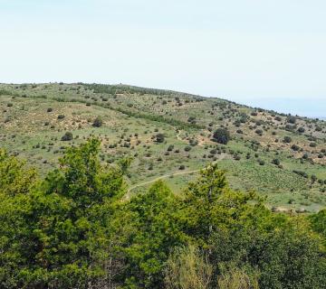 sendero de las encinas