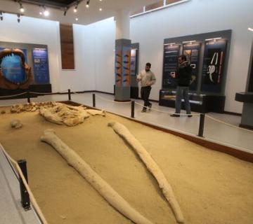 MUSEO PALEONTOLÓGICO LA BALLENA