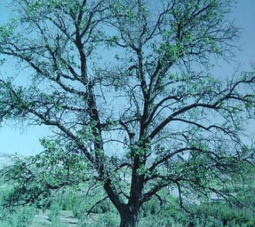 Acerolo del Cortijo de las Iglesias