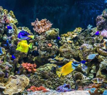 AQUARIUM COSTA DE ALMERIA