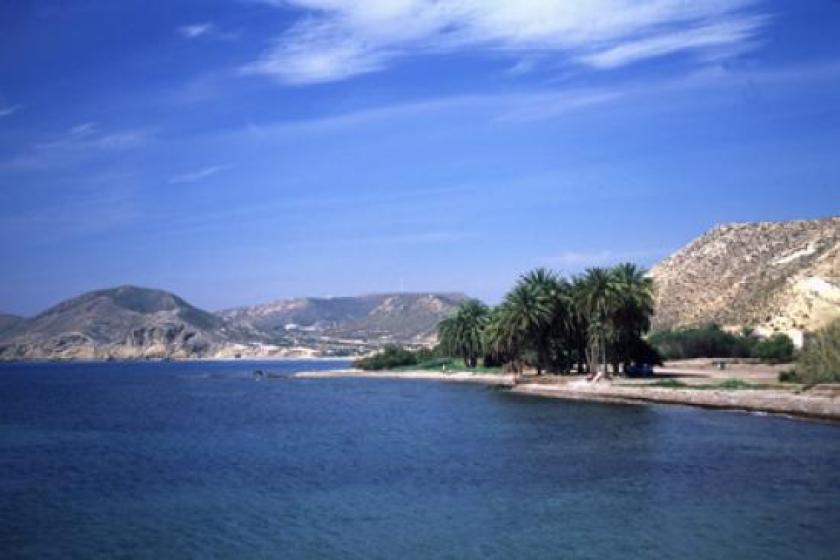 palmeras