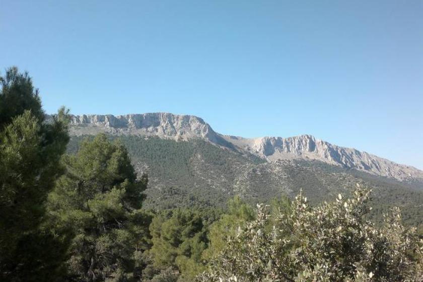 pinar de la alfahuara