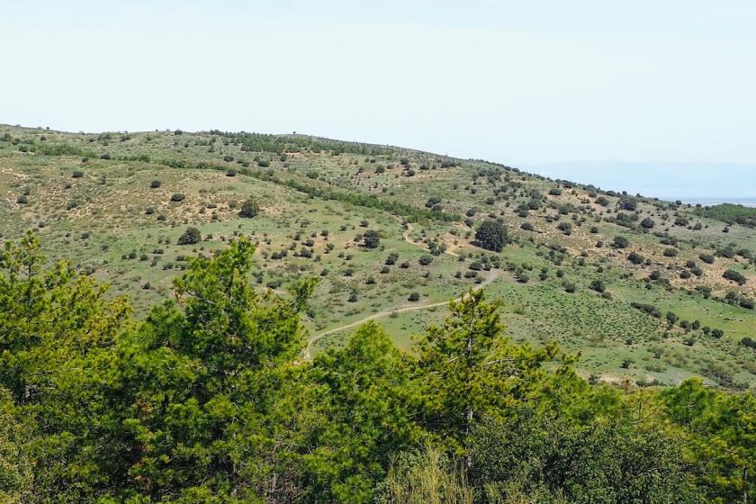 sendero de las encinas