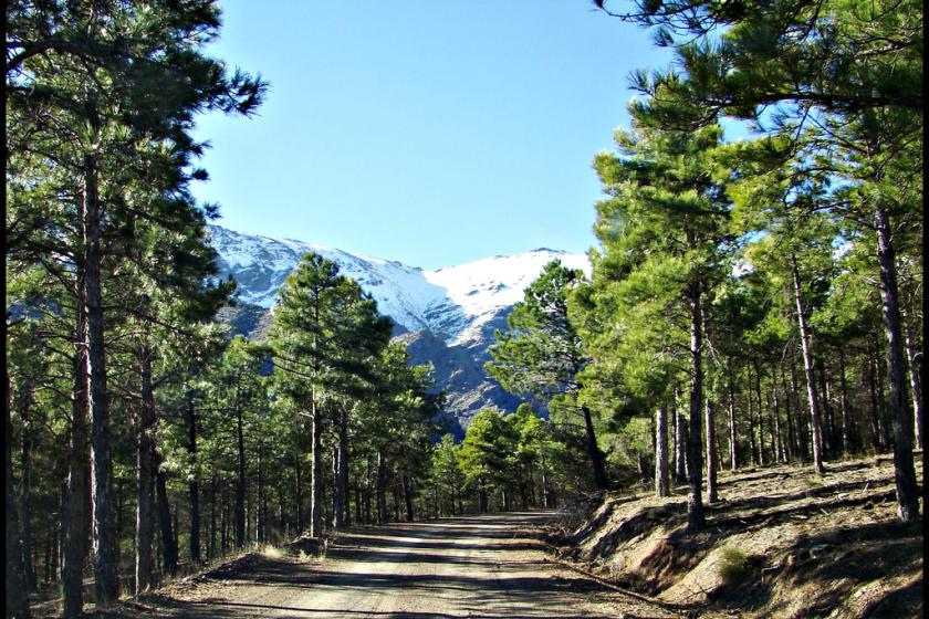 el encinar