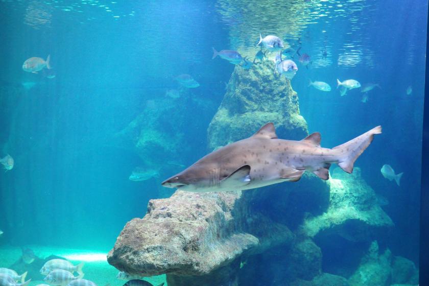 AQUARIUM COSTA DE ALMERIA