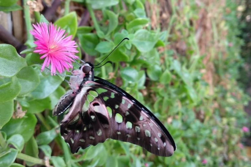 MARIPOSARIO